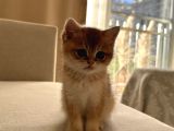 Güzel yüzlü Golden British Shorthair