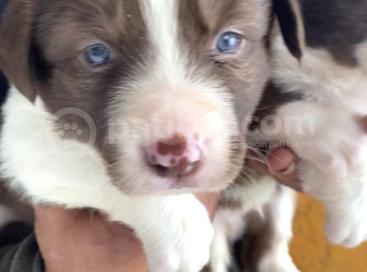 Kızıl Border Collie Yavrularımiz görsel