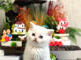 Safkan Beyaz Bri̇ti̇sh Shorthai̇r Yavrularim