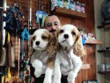 Muhteşem Cavali̇er Ki̇ng Charles Yavrular