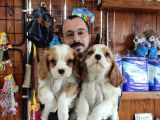 Muhteşem Cavali̇er Ki̇ng Charles Yavrular