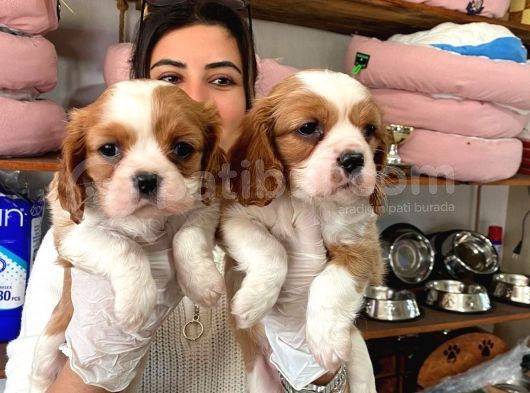 BEBEK SURAT CAVALİER KİNG CHARLES
