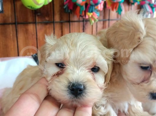 Sevimli Maltipoo Yavrularımız görsel
