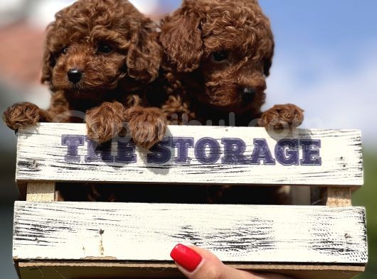 Babyface Toy Poodle Yavrular görsel
