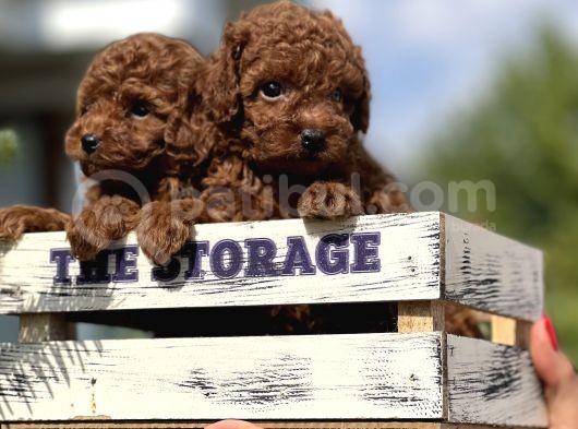 Babyface Toy Poodle Yavrular görsel