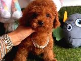 ÇİŞ EĞİTİMLİ KORE KANI TOY POODLE BEBEKLER