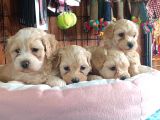 Sevimli Maltipoo Yavrularımız