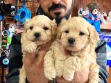 Sevimli Maltipoo Yavrularımız