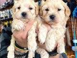 Sevimli Maltipoo Yavrularımız
