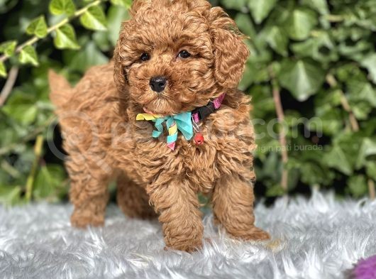 Orjinal Toy Poodle Yavrular görsel
