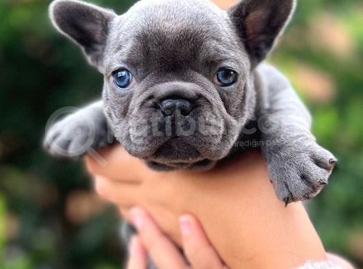 Egzotik Blue French görsel