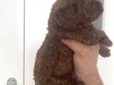 Ev Bakımı Karma Aşili Safkan Toy Poodle Yavrular