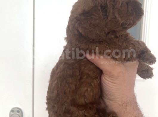 Ev Bakımı Karma Aşili Safkan Toy Poodle Yavrular görsel