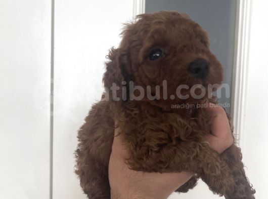 Ev Bakımı Karma Aşili Safkan Toy Poodle Yavrular görsel