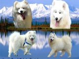 Kif-Fci Şecereli̇ Mükemmel Kali̇te Samoyed Son 1 Yavru