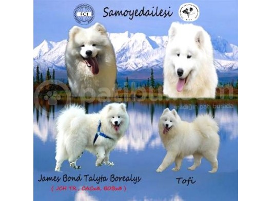 Kif-Fci Şecereli̇ Mükemmel Kali̇te Samoyed Son 1 Yavru görsel