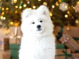KIF-FCI ŞECERELİ MÜKEMMEL KALİTE SAMOYED sON 1 YAVRU