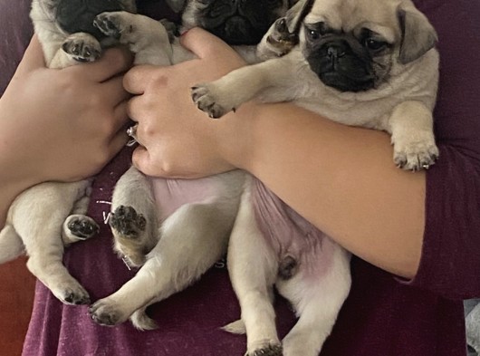 Pug Mops görsel