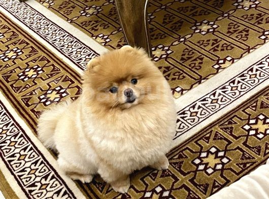 Eğitimli Pomeranian Boo görsel
