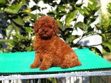 Red Brown Poodle Yavrularımız