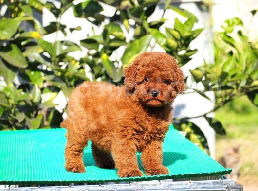 Red Brown Poodle Yavrularımız görsel