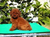 Red Brown Poodle Yavrularımız
