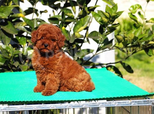 Red Brown Poodle Yavrularımız görsel