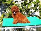 Red Brown Poodle Yavrularımız