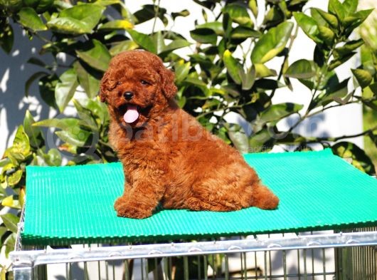 Red Brown Poodle Yavrularımız görsel