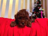 ORJİNAL TOY POODLE YAVRULAR