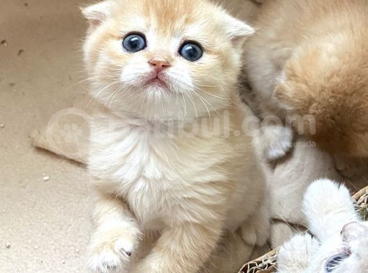 Golden By Ay Ny Bebeklerimiz görsel
