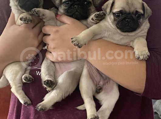 Pug Mops görsel