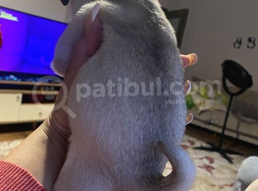 Pug Mops görsel