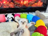 Aile Sıcaklığnda Büyüyen  Scottish Fold British Yvrlr