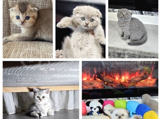 Aile Sıcaklığnda Büyüyen  Scottish Fold British Yvrlr