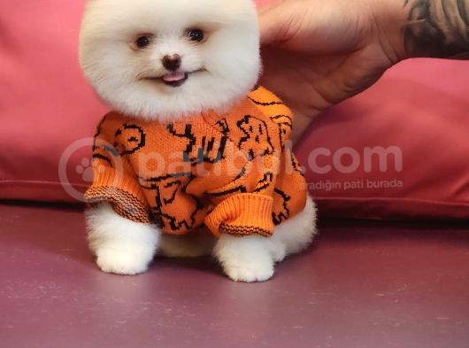 Pomeranian Boo Karbeyaz Bomba Yavrumuz görsel
