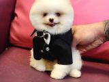 Pomeranian Boo Beyaz Sifir Burun Garantili