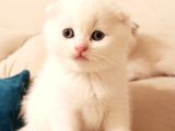 Birinci Kalite Kalıcı Mavi Gözlü Scottish Fold