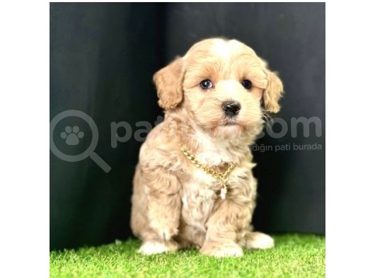 Eşsiz Renk Geçişleriyle  Maltipoo Yavrular 