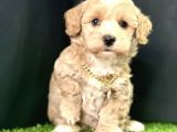 Eşsiz Renk Geçişleriyle  Maltipoo Yavrular 