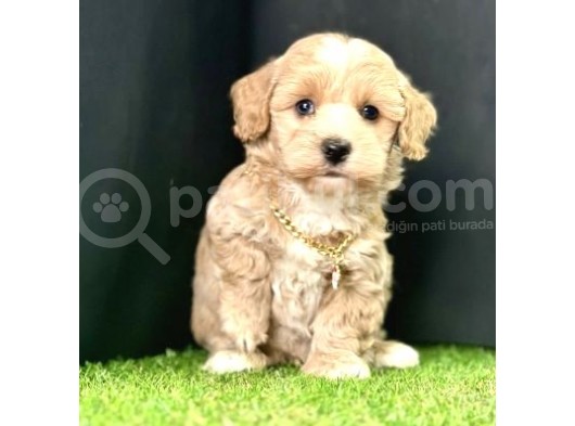 Eşsiz Renk Geçişleriyle  Maltipoo Yavrular  görsel