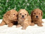 Safkan Kore Toy Poodle Bebişler
