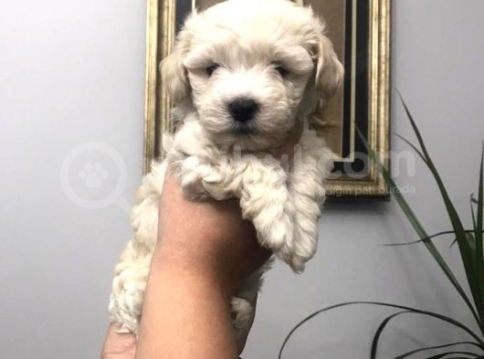 A Kalite Malti̇po Yavrulari