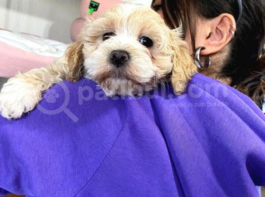 Sevi̇mli̇ Malti̇poo Bebekler görsel