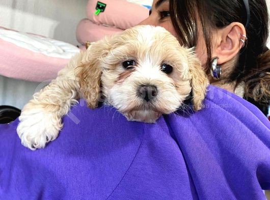 Sevi̇mli̇ Malti̇poo Bebekler