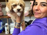 Sevi̇mli̇ Malti̇poo Bebekler