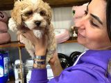 Sevi̇mli̇ Malti̇poo Bebekler
