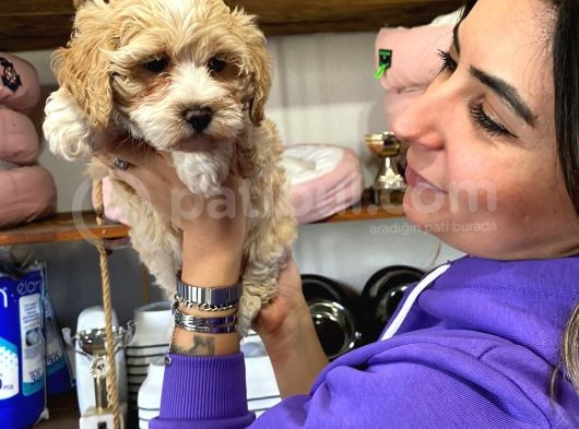 Sevi̇mli̇ Malti̇poo Bebekler görsel