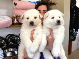 Beyaz Husky Si̇bi̇rya Kurdu Yavrular