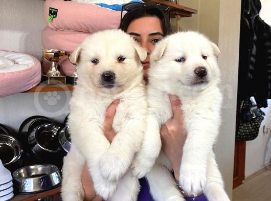 Beyaz Husky Si̇bi̇rya Kurdu Yavrular görsel